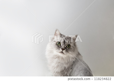 Cat with white background 118234822