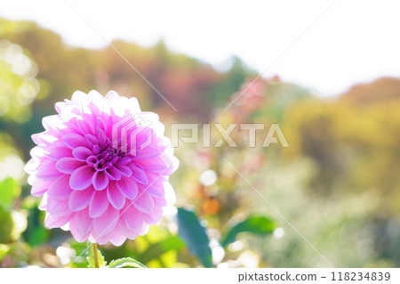 Pink Emperor Dahlia bathed in sunlight 118234839