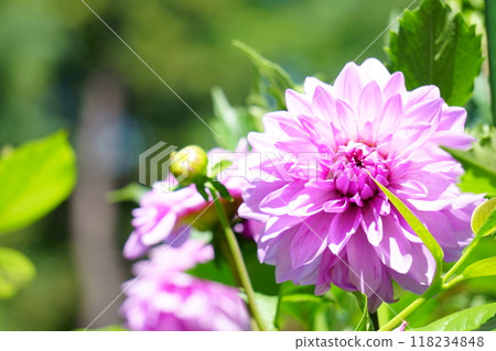 粉紅色大麗花 皇帝大麗花 118234848