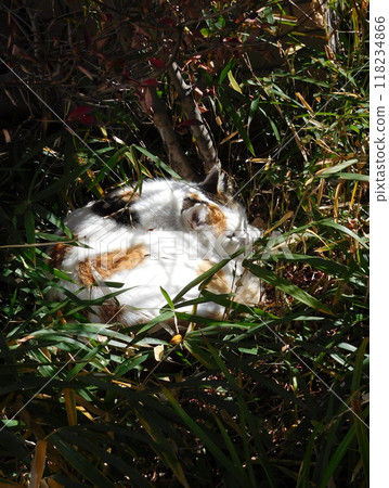 相鐵線星川站 Calico Cat Nyanmonite 118234866