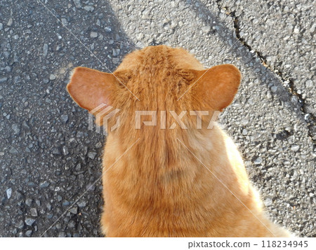 相鐵線星川站 印花布貓背頭 118234945