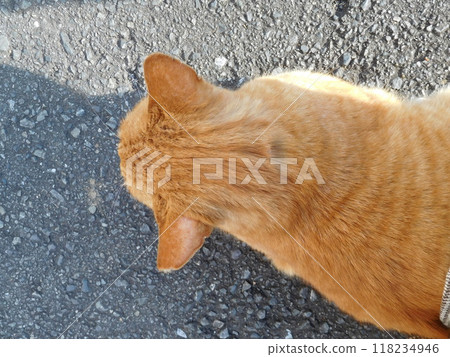 Sotetsu Line Hoshikawa Station Calico cat back of head 118234946