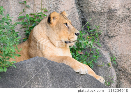 Old Lioness Old Lioness 118234948