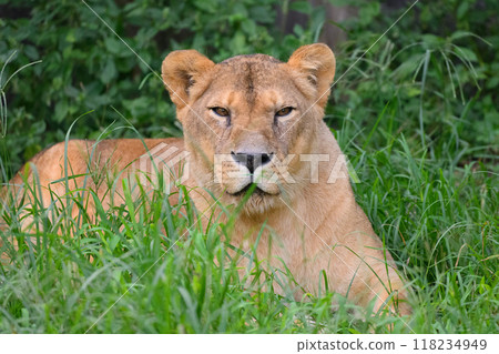 Old Lioness 118234949