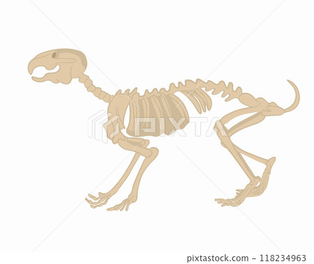 Vector isolated illustration of a rabbit skeleton on a white background. Study of zoology. 118234963