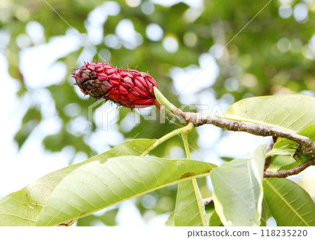 The ripe red fruits of the magnolia tree The ripe red fruits of the magnolia tree 118235220