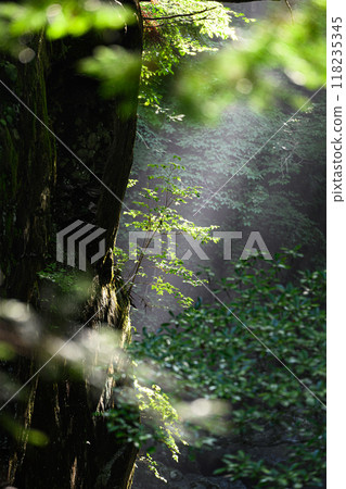 Tsukechi Gorge - A forest bathed in sunlight 118235345
