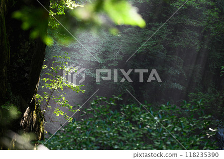 Tsukechi Gorge - A forest bathed in sunlight Tsukechi Gorge - A forest bathed in sunlight 118235390