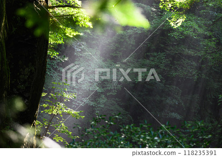 Tsukechi Gorge - A forest bathed in sunlight Tsukechi Gorge - A forest bathed in sunlight 118235391