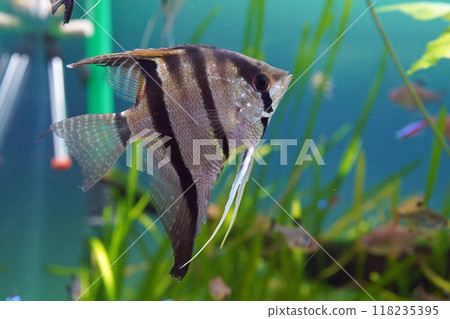 Pterophyllum scalare Pterophyllum scalare 118235395