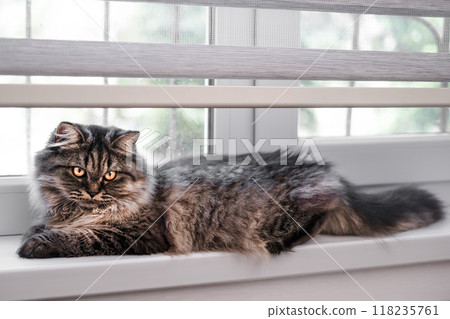cute brown cat on the windowsill cute brown cat on the windowsill 118235761