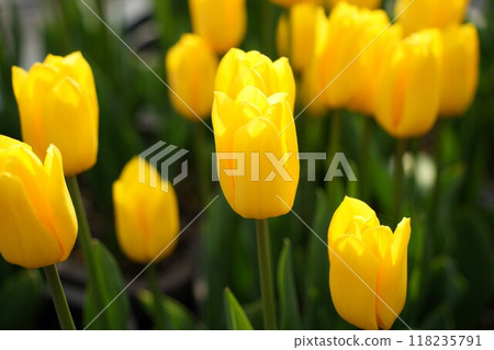 Yellow ice tulip Yellow ice tulip 118235791