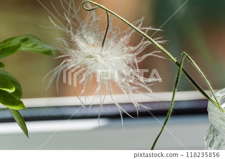 White fluffy flower in a glass vase on a windowsill, close-up 118235856