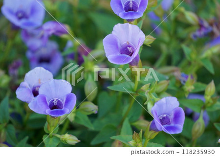Purple flower Super Torenia catalina Purple flower Super Torenia catalina 118235930