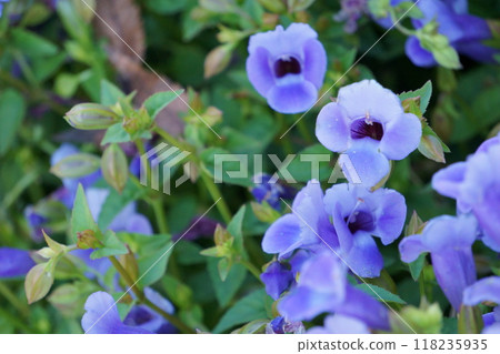 Blue flower Super Torenia catalina Blue flower Super Torenia catalina 118235935