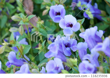 Small blue flower Super Torenia catalina Small blue flower Super Torenia catalina 118235936