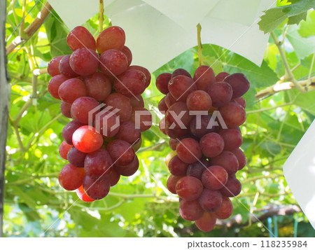 Unripe Queen Rouge 3 before harvest Unripe Queen Rouge 3 before harvest 118235984