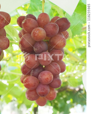 Unripe Queen Rouge 4 before harvest Unripe Queen Rouge 4 before harvest 118235985