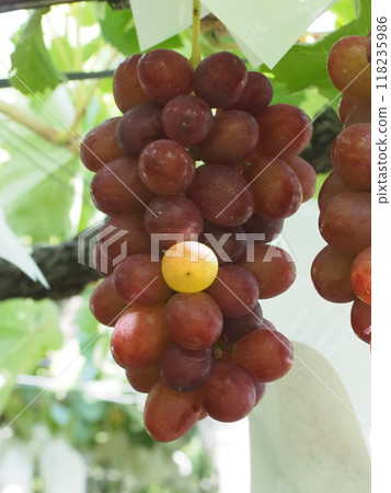 Unripe Queen Rouge 5 before harvest 118235986
