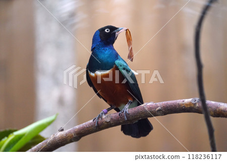 Shikino Watemlimuk 118236117