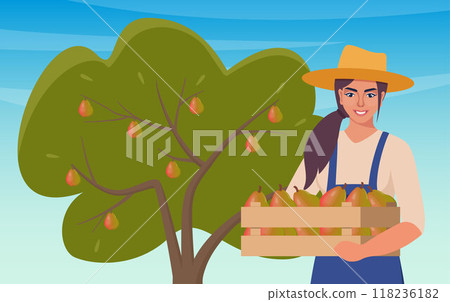 Woman farmer picks pears. Woman growing fruits, agricultural occupation, woman collects pears in wooden box. Pear harvesting scene. Vector illustration. Woman farmer picks pears. Woman growing fruits, agricultural occupation, woman collects pears in wooden box. Pear harvesting scene. Vector illustration. 118236182