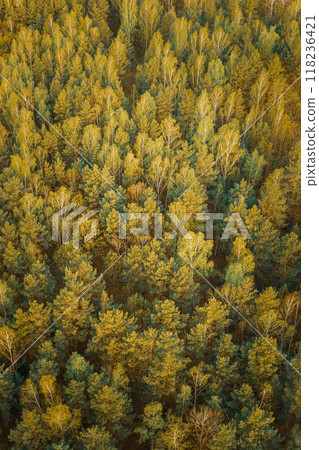 Aerial View Of Green Pine Coniferous Forest In Landscape In Spring. Top View From Attitude. Drone View Of European Woods At Springtime 118236421