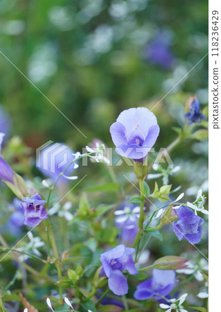 藍色藍豬耳和大戟 118236429