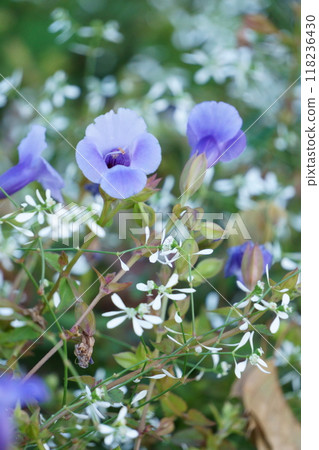大戟與藍豬耳混植 118236430