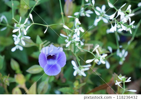 Blue Torenia and Euphorbia 118236432
