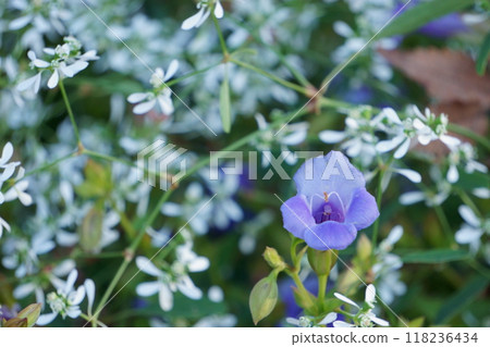 藍色藍豬耳和白色大戟 118236434