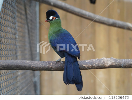 Owan Eboshidori Owan Eboshidori 118236473