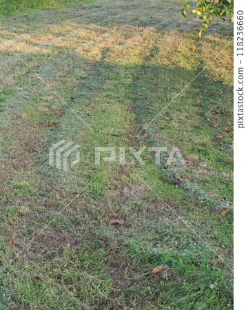Walnut field after mowing 3 118236660