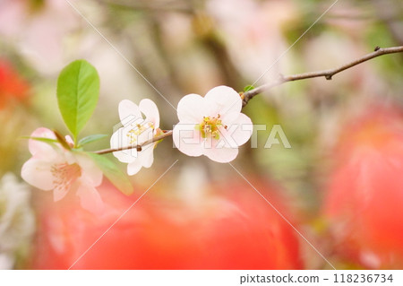 Pale pink Japanese quince flowers that resemble plum blossoms Pale pink Japanese quince flowers that resemble plum blossoms 118236734