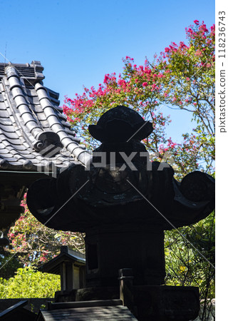 Kamakura 249 Ankokuronji Temple 1 Crepe Myrtle 118236743
