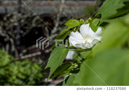 鎌倉 249 瑞泉寺 6 芙蓉 118237080