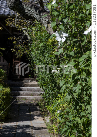 鎌倉 249 瑞泉寺 7 芙蓉 118237081