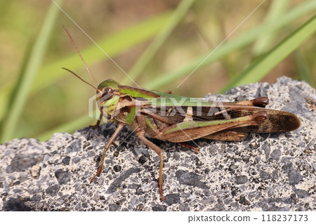 Living creatures, insects, grasshoppers, inhabit areas south of Honshu. They prefer low-grass plains rich in nature. Living creatures, insects, grasshoppers, inhabit areas south of Honshu. They prefer low-grass plains rich in nature. 118237173