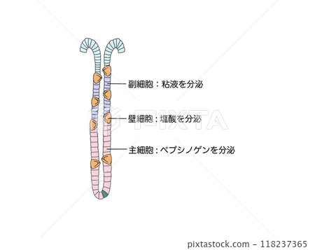 Anatomy and physiology of the digestive system: Secretions of the fundic glands Anatomy and physiology of the digestive system: Secretions of the fundic glands 118237365