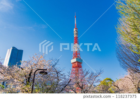 [Tokyo] Cherry blossoms at Shiba Park and Tokyo Tower 118237375