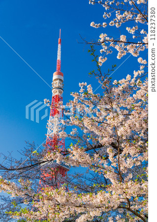 [東京] 芝公園與東京鐵塔的櫻花 118237380