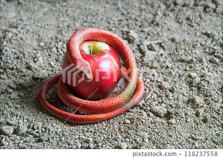 A snake wrapped around an apple as a symbol of temptation 118237558