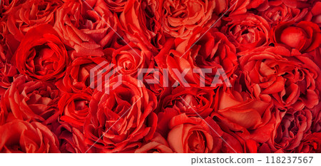 Natural background of rose petals 118237567