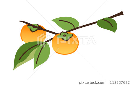 圖：秋天的水果，柿子 118237622