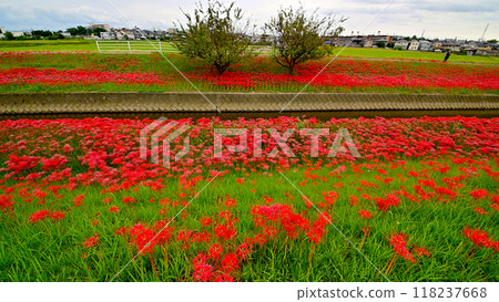 Cluster amaryllis in full bloom (Aizuma Onagawa, Toyota City) 118237668