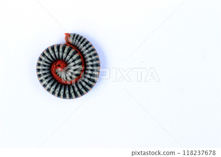A brightly colored millipede 3 A brightly colored millipede 3 118237678
