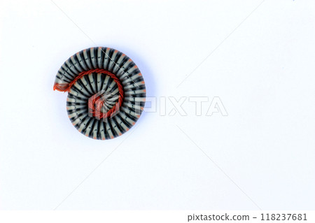 A brightly colored millipede 2 A brightly colored millipede 2 118237681