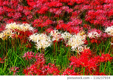 白蜘蛛百合與紅蜘蛛百合（豐田市相妻女川） 118237934