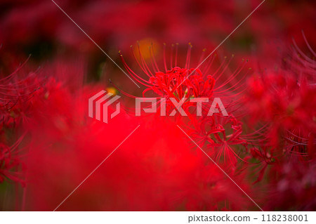 Gorgeous and beautiful red spider lilies 118238001