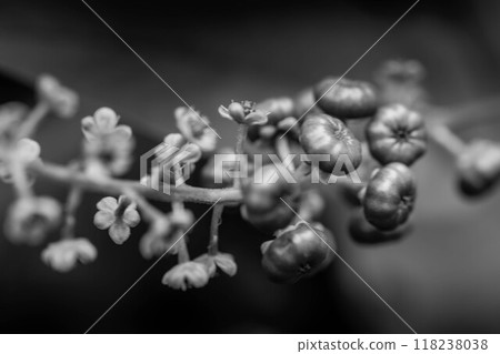 盛夏水果～日本山牛蒡～ 118238038