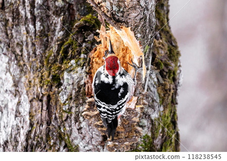 Male giant spotted woodpecker drumming in Chitose City, Hokkaido [February] 118238545